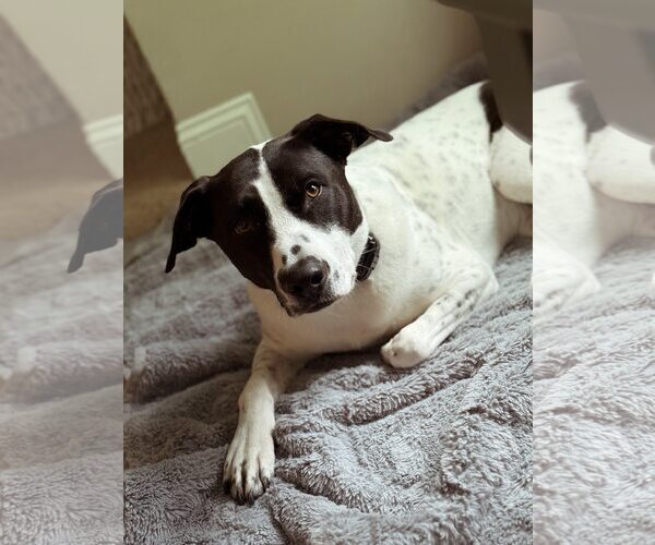 Medium Photo #4 American Staffordshire Terrier-Pointer Mix Puppy For Sale in Arlington, VA, USA