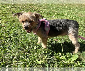 Mutt Dogs for adoption in Allentown,, PA, USA