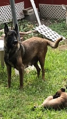 Mother of the Belgian Malinois puppies born on 09/15/2017