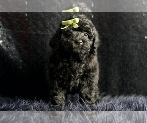 Medium Poodle (Toy)