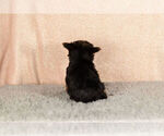 Small Photo #7 Yorkshire Terrier Puppy For Sale in NAPPANEE, IN, USA