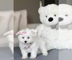 Hand Delivery - Female Maltese Puppy for Sale - Photo #17
