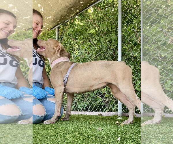 Medium Photo #2 Mutt Puppy For Sale in Rowlett, TX, USA