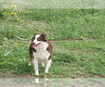 Small Photo #1 Miniature Australian Shepherd Puppy For Sale in FAIRVIEW, SD, USA