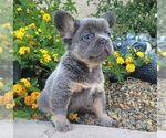 Small Photo #11 French Bulldog Puppy For Sale in LAS VEGAS, NV, USA