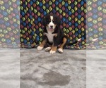 Puppy Jane Bernese Mountain Dog