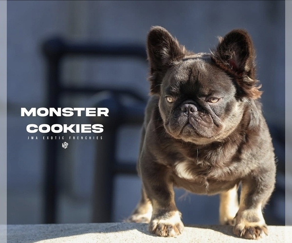 Medium Photo #1 French Bulldog Puppy For Sale in DEER PARK, NY, USA