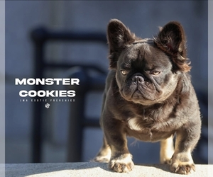 Father of the French Bulldog puppies born on 01/29/2026