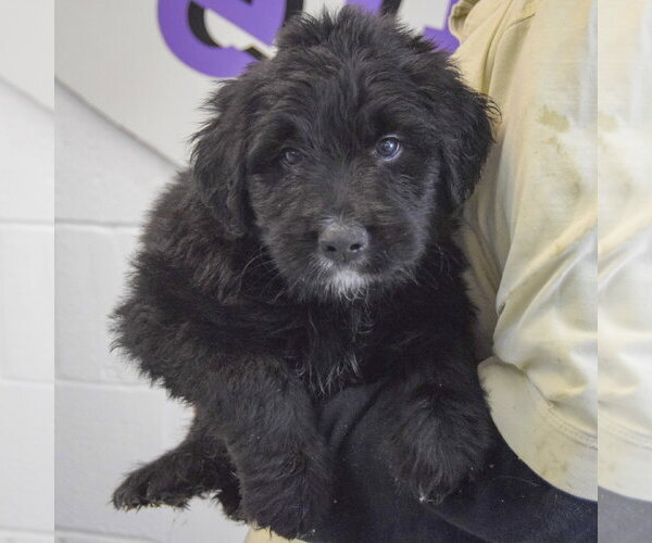 Medium Photo #3 Golden Retriever-Unknown Mix Puppy For Sale in Huntley, IL, USA