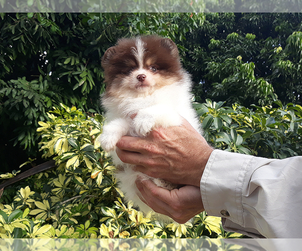 Medium Photo #16 Pomeranian Puppy For Sale in WEST PALM BEACH, FL, USA