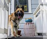 Small #5 German Shepherd Dog