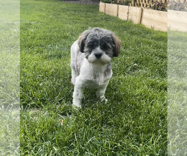 Medium Photo #4 Shih Tzu Puppy For Sale in St. Louis Park, MN, USA