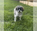 Small #3 Shih Tzu