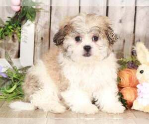 Zuchon Puppy for sale in MOUNT VERNON, OH, USA