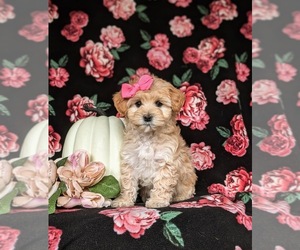 Maltipoo Puppy for sale in LEOLA, PA, USA