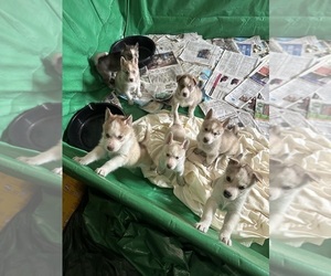 Siberian Husky Puppy for sale in MENOMONEE FALLS, WI, USA