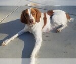 Small Photo #1 Brittany Puppy For Sale in RIDGECREST, CA, USA