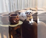 Small #1 Shih Tzu