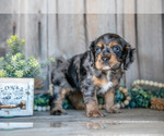Puppy Ella Cocker Spaniel