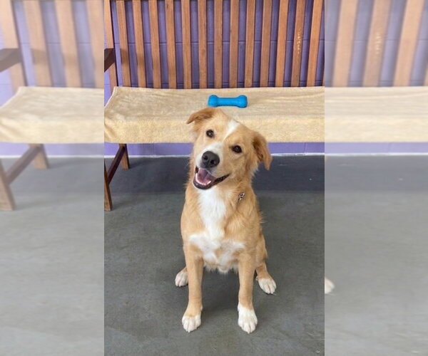 Medium Photo #2 Golden Labrador Puppy For Sale in Genesee, WI, USA