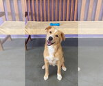 Small #1 Golden Labrador