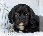 Small #2 Cavapoo (Miniature)