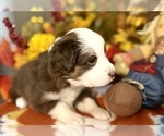 Small Photo #16 Miniature Australian Shepherd Puppy For Sale in ANTHONY, FL, USA
