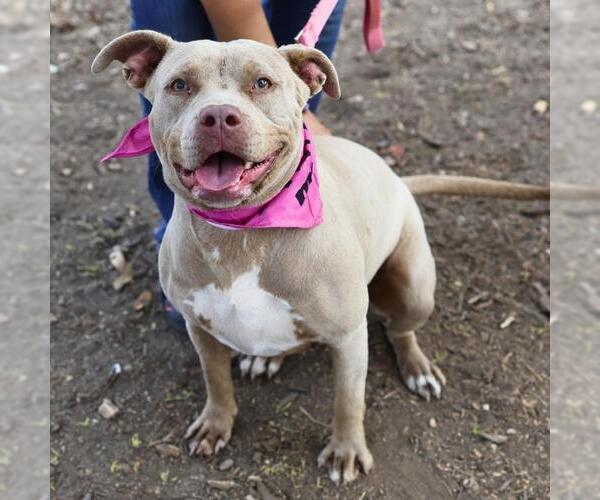 Medium Photo #1 Mutt Puppy For Sale in San Antonio, TX, USA