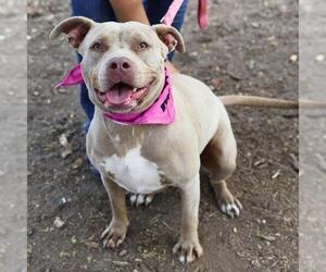 Mutt Dogs for adoption in San Antonio, TX, USA