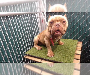 Mutt Dogs for adoption in Downey, CA, USA