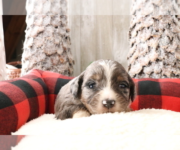 Medium Photo #326 Aussiedoodle Miniature  Puppy For Sale in STAFFORD, VA, USA