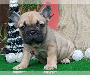 French Bulldog Puppy for sale in BOSTON, MA, USA