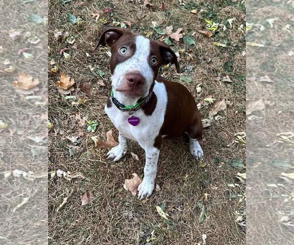 Medium Photo #17 American Pit Bull Terrier-Unknown Mix Puppy For Sale in Minneapolis, MN, USA