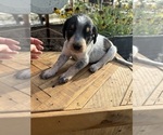 Small Photo #36 Bernedoodle-Bluetick Coonhound Mix Puppy For Sale in RINGTOWN, PA, USA