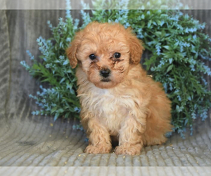 Poodle (Miniature) Puppy for sale in KISSIMMEE, FL, USA