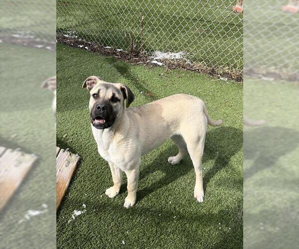 Medium Photo #1 Mastiff-Unknown Mix Puppy For Sale in Toronto, Ontario, Canada