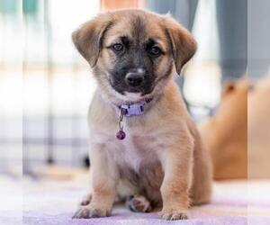 Lego Pup - Technic - Male Chihuahua-Unknown Mix Dog for Adoption - Photo #20