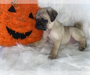 Pug Puppy for sale in BEECH GROVE, IN, USA