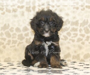 Miniature Bernedoodle Puppy for sale in DENVER, PA, USA