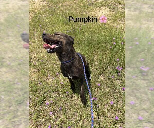 Medium Photo #2 Mutt Puppy For Sale in Augusta, GA, USA