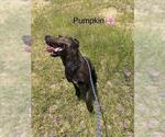 Small #1 Mutt