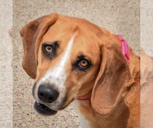 Bagle Hound Dogs for adoption in Huntley, IL, USA