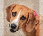 Small Bagle Hound