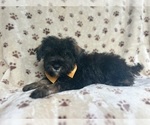 Small #2 Schnauzer (Miniature)