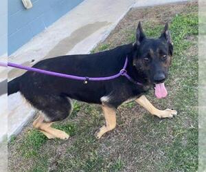 German Shepherd Dog-Unknown Mix Dogs for adoption in San Antonio, TX, USA