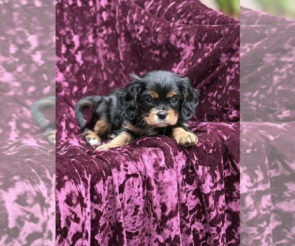 Medium Photo #1 Cavalier King Charles Spaniel Puppy For Sale in MIAMI, FL, USA