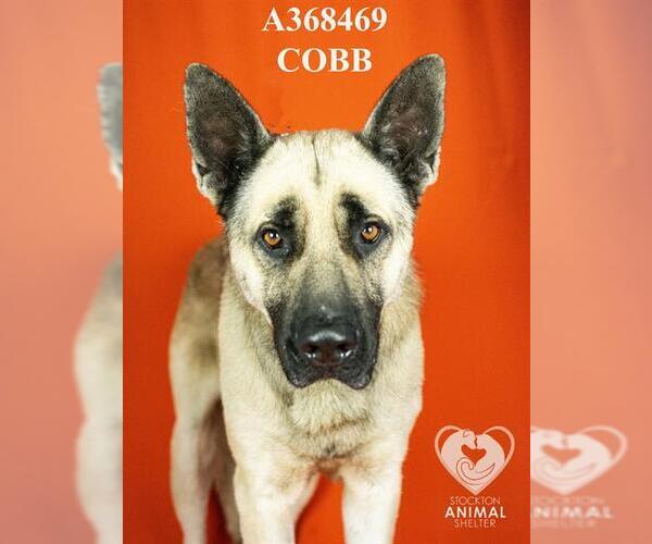 Medium Photo #1 German Shepherd Dog Puppy For Sale in Stockton, CA, USA