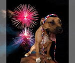 Small #8 Boxer Mix