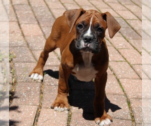 Medium Photo #9 Boxer Puppy For Sale in SHIPSHEWANA, IN, USA