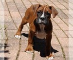Small #8 Boxer